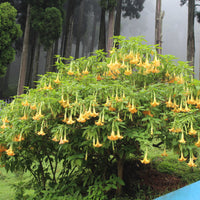 Brugmansia Pumpkin Yellow 5 Seeds, Angel Trumpet Shrub Small Tree