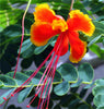Caesalpinia Pulcherrima Seeds Flowering Shrub / Tree, Bird of Paradise, Poinciana, Pride of Barbados