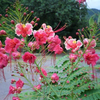 Caesalpinia Pulcherrima Pink 7 Seeds, Shrub or Tree, Great For Smaller Yards