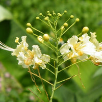 Caesalpinia Pulcherrima White 7 Seeds, Mexican Bird Of Paradise Small Shrub or Tree