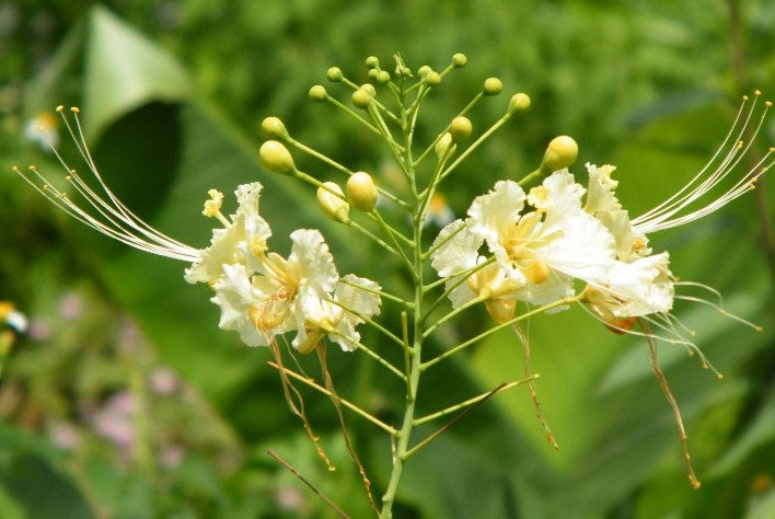green bird flower seeds Caesalpinia Pulcherrima White 7 Seeds, Mexican Bird Of Paradise Small