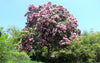 Calodendrum Capense 4 Seeds, African Cape Chestnut Fragrant Landscaping Shade Tree
