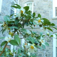 Camellia Oleifera 5 Seeds, Fragrant Edible Tea Oil Shrub Or Small Tree