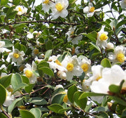 Camellia Oleifera 5 Seeds, Fragrant Edible Tea Oil Shrub Or Small Tree
