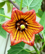 Canarina Canariensis Vine 10 Seeds, Canary Island Bellflower Climber