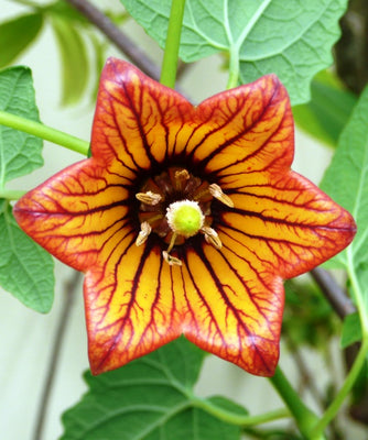Canarina Canariensis Vine 10 Seeds, Canary Island Bellflower Climber