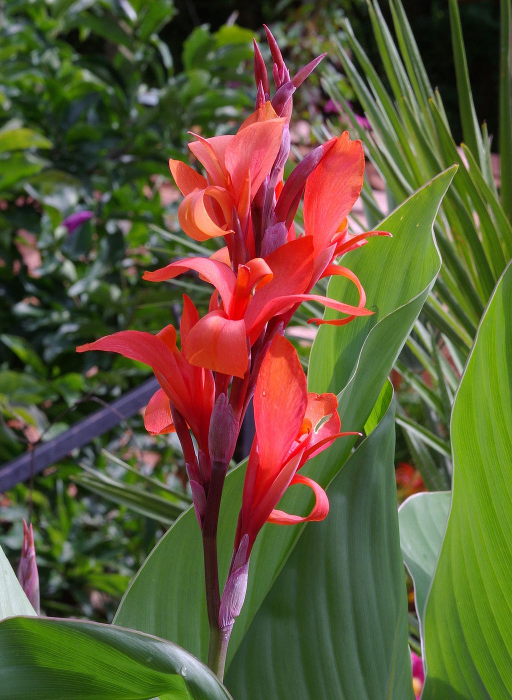 indian shot plant seeds Canna Indica 10 Seeds, Red Indian shot, Garden Edible Arrowroot
