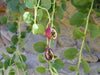Capparis Spinosa 20 Seeds, Edible Caper Bush, Flinders Rose Shrub