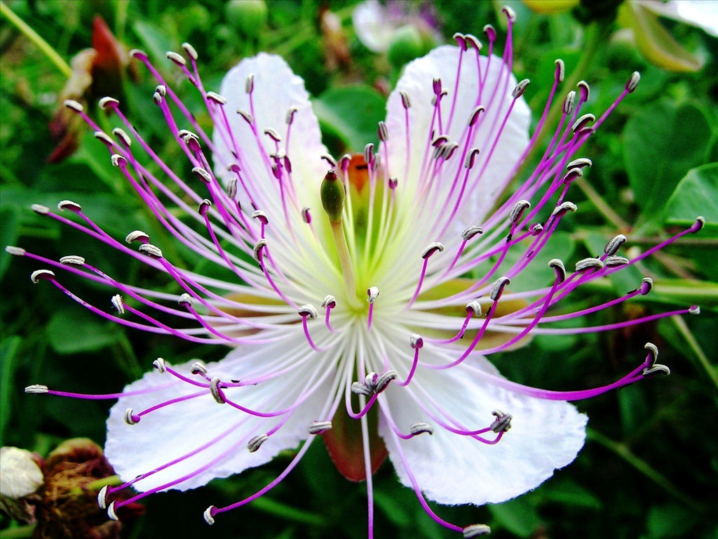 caper plant seeds Capparis Spinosa 20 Seeds, Edible Caper Bush, Flinders Rose Shrub Garden Flowers