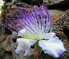 Capparis Spinosa 20 Seeds, Edible Caper Bush, Flinders Rose Shrub
