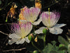 Capparis Spinosa 20 Seeds, Edible Caper Bush, Flinders Rose Shrub