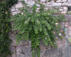 Capparis Spinosa 20 Seeds, Edible Caper Bush, Flinders Rose Shrub