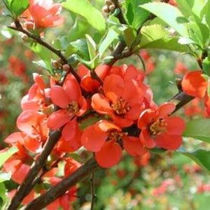 Chaenomeles Japonica Bush 10 Seeds, Red Japanese Quince Bonsai Flowering Shrub, Cold Hardy and Fragrant