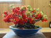 Chaenomeles Japonica Bush 10 Seeds, Red Japanese Quince Bonsai Flowering Shrub, Cold Hardy and Fragrant