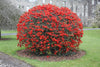 Chaenomeles Japonica Bush 10 Seeds, Red Japanese Quince Bonsai Flowering Shrub, Cold Hardy and Fragrant