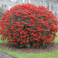 Chaenomeles Japonica Bush 10 Seeds, Red Japanese Quince Bonsai Flowering Shrub, Cold Hardy and Fragrant