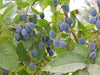 Chionanthus Virginicus Shrub Tree 10 Seeds, Cold Hardy Fragrant Fringe, Grancy Greybeard