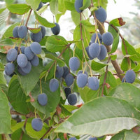 Chionanthus Virginicus Shrub Tree 10 Seeds, Cold Hardy Fragrant Fringe, Grancy Greybeard