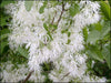 Chionanthus Virginicus Shrub Tree 10 Seeds, Cold Hardy Fragrant Fringe, Grancy Greybeard