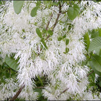 Chionanthus Virginicus Shrub Tree 10 Seeds, Cold Hardy Fragrant Fringe, Grancy Greybeard