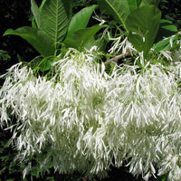 Chionanthus Virginicus Shrub Tree 10 Seeds, Cold Hardy Fragrant Fringe, Grancy Greybeard