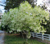 Chionanthus Virginicus Shrub Tree 10 Seeds, Cold Hardy Fragrant Fringe, Grancy Greybeard