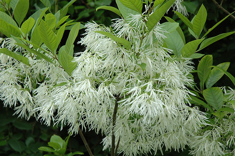 Chionanthus Virginicus Shrub Tree 10 Seeds, Cold Hardy Fragrant Fringe, Grancy Greybeard