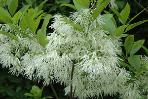 Chionanthus Virginicus Shrub Tree 10 Seeds, Cold Hardy Fragrant Fringe, Grancy Greybeard