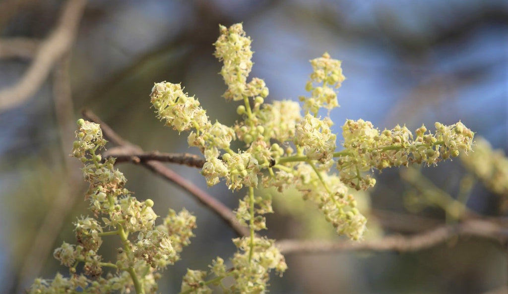 Chloroxylon Swietenia 8 Seeds, East Indian Ceylon Satinwood Tree | The ...