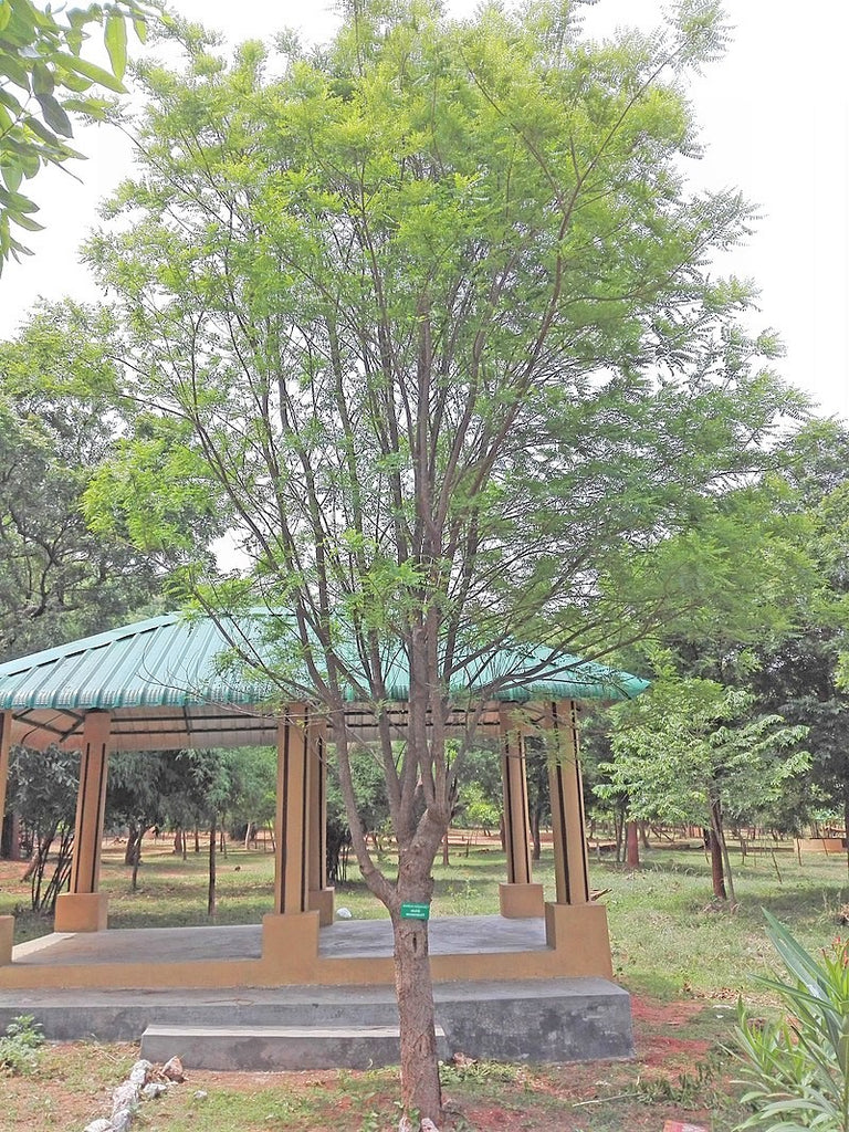 Chloroxylon Swietenia 8 Seeds, East Indian Ceylon Satinwood Tree | The ...
