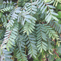 Chloroxylon Swietenia 8 Seeds, East Indian Ceylon Satinwood Tree
