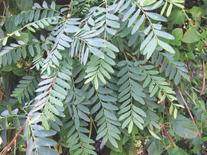 Chloroxylon Swietenia 8 Seeds, East Indian Ceylon Satinwood Tree