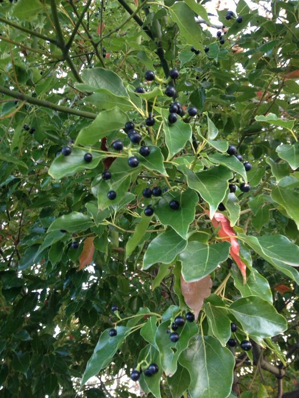 camphor plant seeds Cinnamomum Camphora Tree 10 Seeds Camphor Laurel, Medicinal Camphorwoo