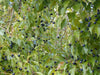 Cinnamomum Camphora Tree 10 Seeds Camphor Laurel, Medicinal Camphorwood