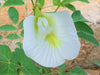 Clitoria Ternatea Alba Single White 10 Seeds, Butterfly Pea, Asian Pigeonwings