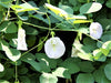 Clitoria Ternatea Alba Single White 10 Seeds, Butterfly Pea, Asian Pigeonwings