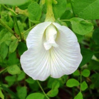 Clitoria Ternatea Alba Single White 10 Seeds, Butterfly Pea, Asian Pigeonwings