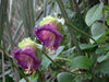 Cobaea Scandens Vine 10 Seeds, Cup & Saucer Climber, Cathedral Bells Garden Plant