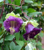 Cobaea Scandens Vine 10 Seeds, Cup & Saucer Climber, Cathedral Bells Garden Plant