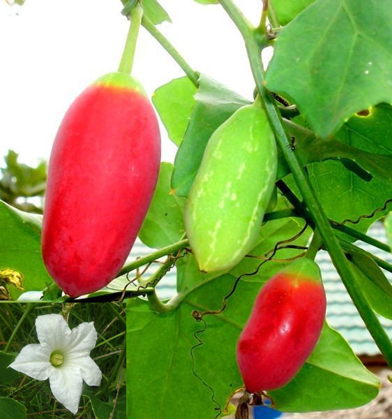 dondakaya plant from seeds Coccinia Grandis 20 Seeds, Ivy Scarlet Edible Gourd, Tindora, Kowai Fr