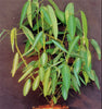 Codariocalyx Motorius 20 Seeds, Telegraph Dancing Plant, Desmodium gyrans