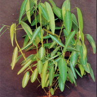 Codariocalyx Motorius 20 Seeds, Telegraph Dancing Plant, Desmodium gyrans