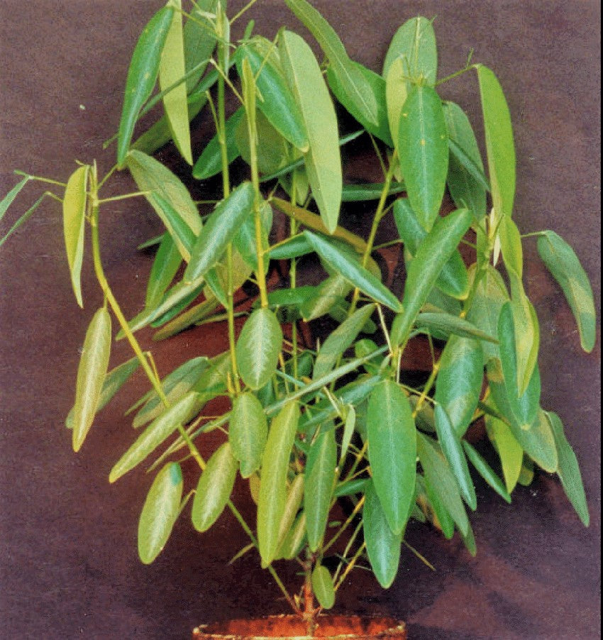 Codariocalyx Motorius 20 Seeds, Telegraph Dancing Plant, Desmodium gyrans