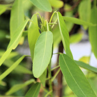Codariocalyx Motorius 20 Seeds, Telegraph Dancing Plant, Desmodium gyrans