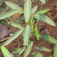 Codariocalyx Motorius 20 Seeds, Telegraph Dancing Plant, Desmodium gyrans