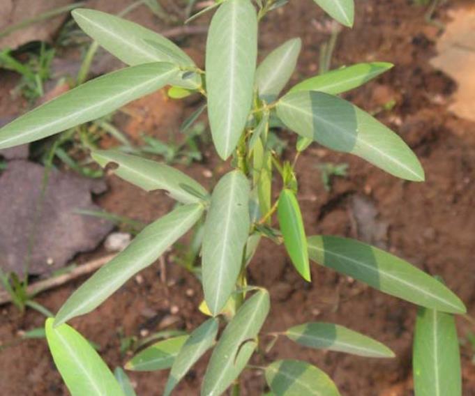 telegraph plant seeds Codariocalyx Motorius 20 Seeds, Telegraph Dancing Plant, Desmodium gyr