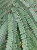Colvillea Racemosa Tree 8 Seeds, Rich Orange Colville's Glory Madagascar