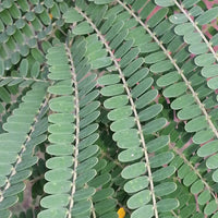 Colvillea Racemosa Tree 8 Seeds, Rich Orange Colville's Glory Madagascar