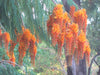 Colvillea Racemosa Tree 8 Seeds, Rich Orange Colville's Glory Madagascar