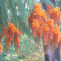 Colvillea Racemosa Tree 8 Seeds, Rich Orange Colville's Glory Madagascar